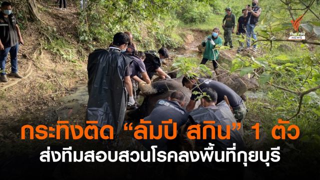 ผลแล็บชี้กระทิงกุยบุรี ติด "ลัมปี สกิน" ตาย 1 ตัว 