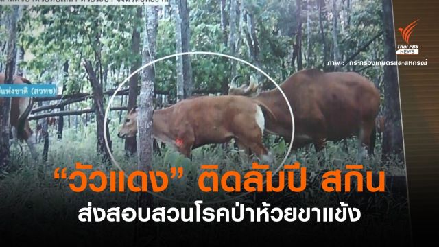 ด่วน! กรมอุทยานฯ ยอมรับ  "วัวแดง" ห้วยขาแข้งติดลัมปี สกิน 