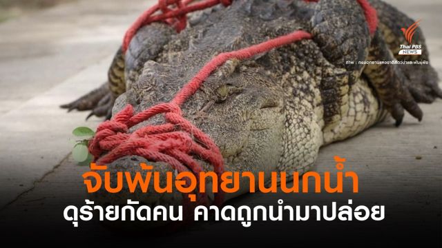 จับจระเข้! พ้น "อุทยานนกน้ำ" นิสัยดุร้าย-คาดถูกนำมาปล่อย 