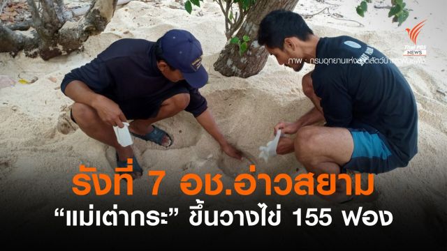 "แม่เต่ากระ" ขึ้นวางไข่เป็นรังที่ 7 อุทยานฯ อ่าวสยาม จ.ประจวบคีรีขันธ์