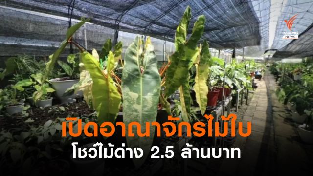  เปิดอาณาจักรไม้ใบ โชว์ไม้ด่าง 2.5 ล้านบาท 