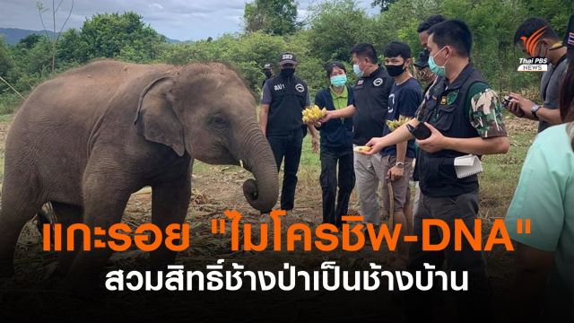 หลักฐาน "ไมโครชิพ-DNA" มัดหนุ่มลอบสวมตั๋วช้างป่าเป็นช้างบ้าน