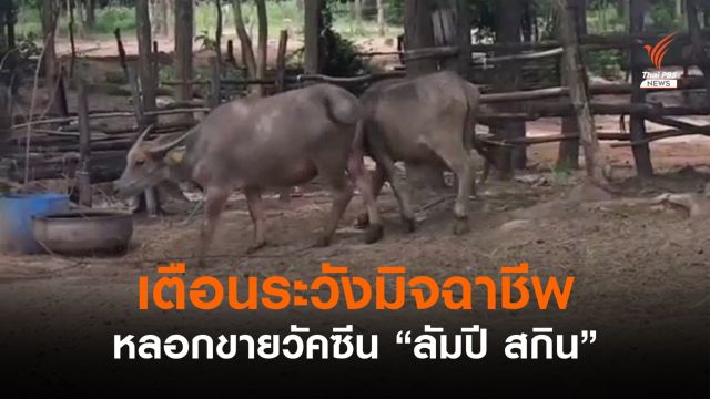 ผู้ว่าฯ โคราชเตือนระวังมิจฉาชีพหลอกขายวัคซีน "ลัมปี สกิน"