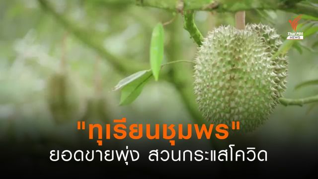"ทุเรียนชุมพร" ยอดขายพุ่งสวนกระแสโควิด