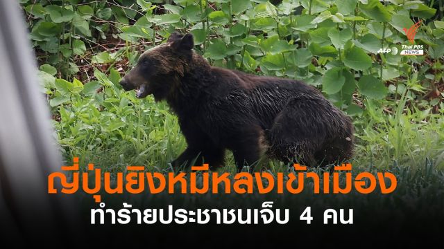 ญี่ปุ่นยิง "หมีสีน้ำตาล" หลงเข้าเมือง ทำร้ายประชาชนบาดเจ็บ 4 คน 