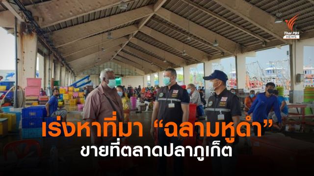 ทร.เร่งสอบซาก "ฉลามหูดำ" วางขายตลาดปลาภูเก็ต