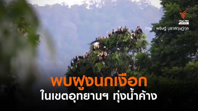 พบฝูงนกเงือกเกือบ 200 ตัว ในเขตอุทยานฯ ทุ่งน้ำค้าง
