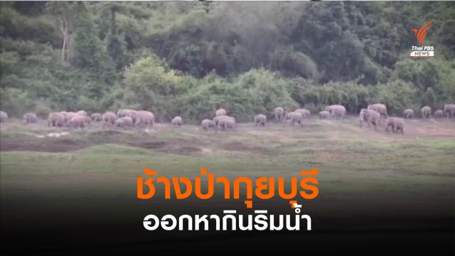 พบช้างป่ากุยบุรีกว่า 30 ตัว ออกหากินริมน้ำ