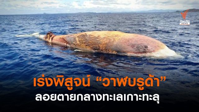 เร่งชันสูตร "วาฬบรูด้า" ลอยตายที่ "เกาะทะลุ"