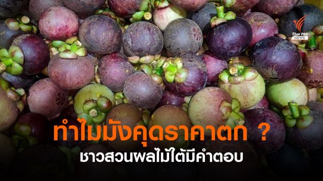 ชาวสวนมีคำตอบ ทำไมมังคุดราคาตก ? แนะจับตาผลไม้ภาคใต้