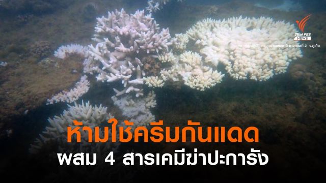 คุมเข้มแล้ว! ห้ามใช้ครีมกันแดดผสม 4 สารเคมี ห่วง "ปะการัง" พัง
