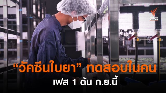 “จุฬา-ใบยา” เริ่มทดสอบวัคซีนในคนเฟส 1 ต้น ก.ย.นี้ 