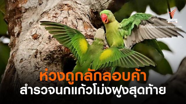 อุทยานฯ ส่งทีมอนุรักษ์ "นกแก้วโม่ง" ห่วงถูกจับลอบค้า