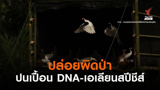 กังขา! ปล่อยไก่ฟ้าหลังขาวป่าแม่วงก์-ห่วงเอเลียนสปีชีส์