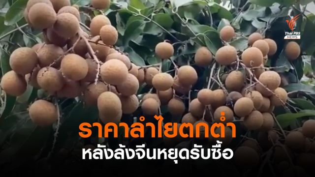 ชาวสวนลำไยร้องแก้ไขราคาลำไยตกต่ำ หลังล้งจีนหยุดรับซื้อ