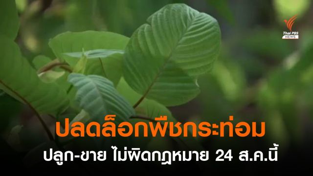 24 ส.ค. “ปลูก-ซื้อ-ขาย” พืชกระท่อมได้ เว้นผสมยาเสพติด