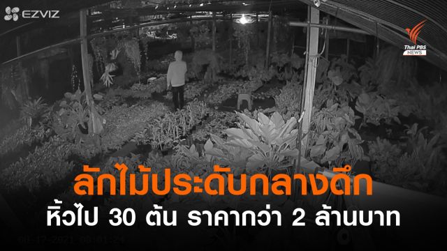พ่อค้าเมืองนนท์โอด ถูกย่องเบาลักต้นไม้มูลค่ากว่า 2 ล้านบาท 