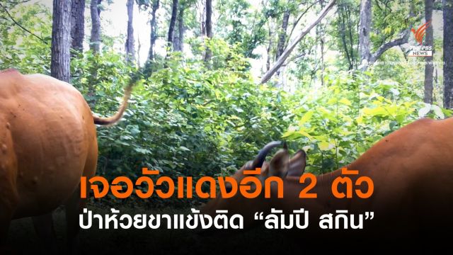 กล้องดักถ่ายติดภาพ "วัวแดง" ห้วยขาแข้ง 2 ตัวติดลัมปี สกิน