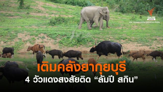 จับตา!  "วัวแดง 4 ตัว" ป่ากุยบุรี สงสัยรอยโรคลัมปี สกิน 