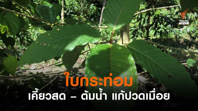 อ่อนล้า-ปวดเมื่อยจาก WFH แก้ได้ด้วยใบกระท่อม