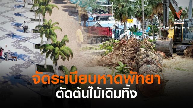 กังขา!ตัดต้นไม้หาดพัทยารับโฉมปรับภูมิทัศน์ 166 ล้าน