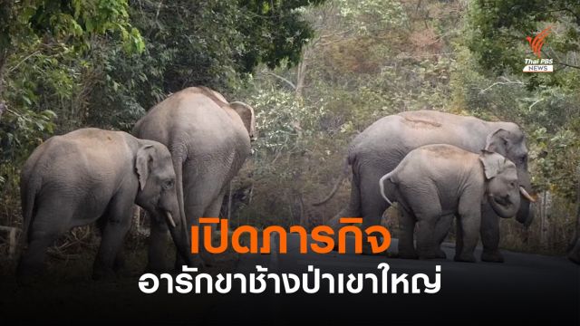 คุยกับ "สุทธิพร" เจ้าของฉายาชายผู้สื่อสารกับช้างเขาใหญ่