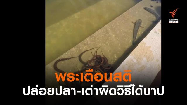 พระเตือนสติญาติโยม "ปล่อยปลา-เต่า" ผิดธรรมชาติได้บาป