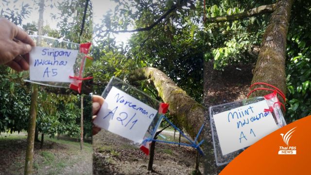 ไอเดียเก๋! เจ้าของสวนเปิด "เช่ากิ่งทุเรียน" ต่อยอดการค้า-เพิ่มมูลค่า