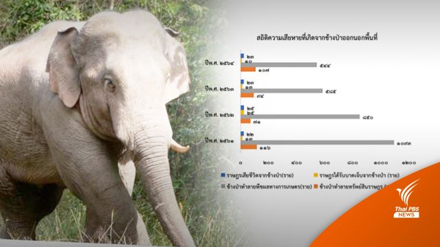 กางสถิติช้างทำร้ายคนตาย 4 ปี 93 ศพ-ชี้พฤติกรรมเปลี่ยน  