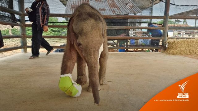 สัตวแพทย์เร่งรักษาลูกช้างป่า "ขวากรัก" นำกระสุนออกมาได้ 1 นัด