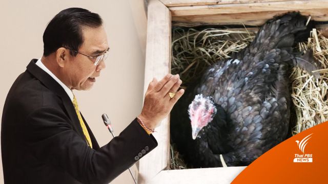 "เลี้ยงไก่ 2 ตัว" ลดรายจ่ายได้จริงหรือเปล่า ?
