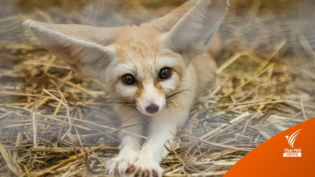 Exotic Pet สัตว์เลี้ยงพิเศษ ที่อยากชวนมาทำความรู้จัก