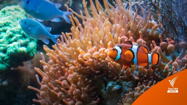 เช็ก! กรมประมงเปิด 8​ อควาเรียม​ เข้าชมฟรีช่วงปีใหม่