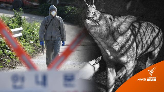 ไขปริศนา! "หมูแพงข้ามปี" ส่อแววเจอ "โรคระบาดในหมู" 