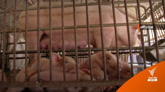 ภาคีคณบดีสัตวแพทย์ฯ ส่งหนังสือถึงปศุสัตว์ พบโรค ASF ในหมู