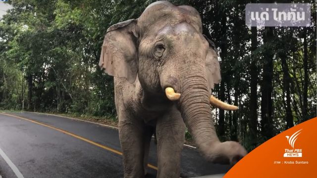 “งาอ้วนเล็ก” ช้างเขาใหญ่ตายแล้ว ตัดหาง 11 วันรักษาแผลติดเชื้อ