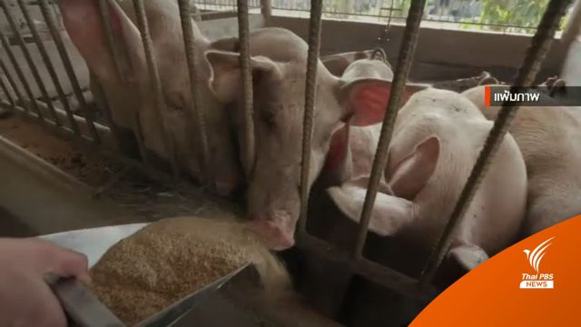 "ชลน่าน" จี้รัฐรับผิดชอบปิดข่าวโรคระบาดในหมู
