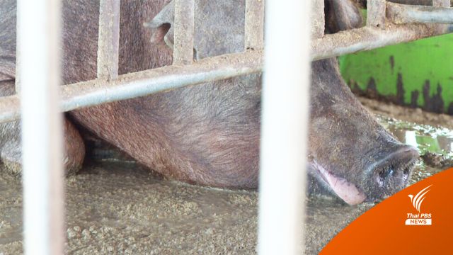 ด่วน! พบ ASF ในพื้นที่นครปฐม-ประกาศเขตโรคระบาดสัตว์ 