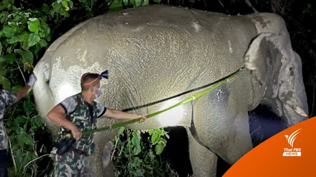 "พลายโค้ก" ช้างป่าต่อสู้บาดเจ็บ อาการดีขึ้น-เดินกลับป่าแล้ว