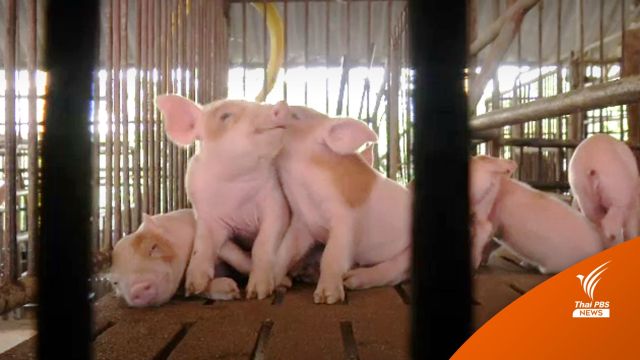 ถึงเวลารัฐบาลจะยอมรับว่ามี "โรคระบาดในหมู" ได้แล้วหรือยัง?