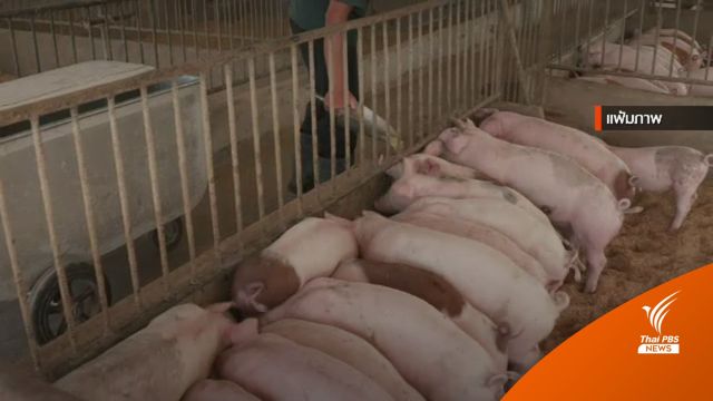 ไทยส่งออกหมูไปไหน