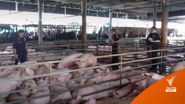 กรมปศุสัตว์ เตรียมประกาศเขตโรคระบาด หากผลสอบหมู 10 ฟาร์มมีเชื้อ AFS