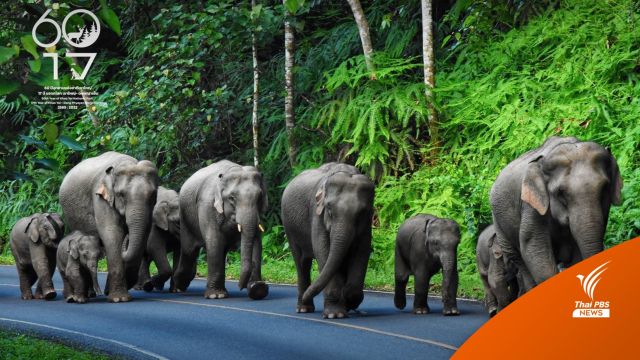 ส.ท่องเที่ยวเขาใหญ่ เปิดโลโก้ครบรอบ 60 ปี อุทยานฯ เขาใหญ่