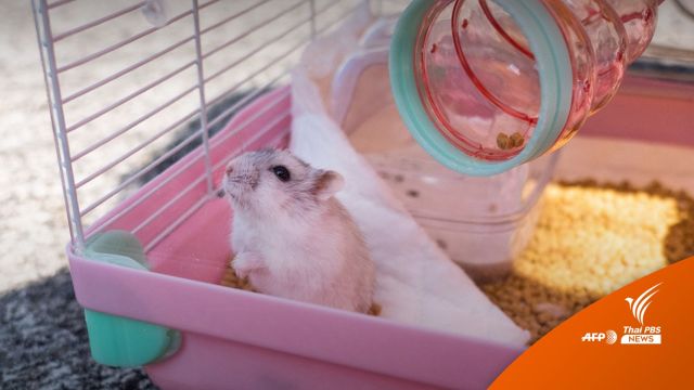 คนรักสัตว์ "ฮ่องกง" ค้านคำสั่งฆ่า "หนูแฮมสเตอร์" สกัดโควิด