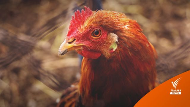 กกร.เพิ่ม "ไก่" เป็นสินค้าควบคุม ห้ามขึ้นราคาตามอำเภอใจ