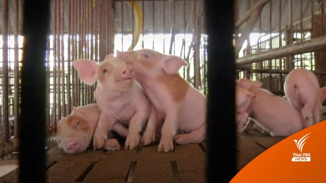 อนุกมธ.แก้ปัญหาโรคระบาดหมูเชิญ "กรมปศุสัตว์-ซีพี" ให้ข้อมูล สัปดาห์หน้า  