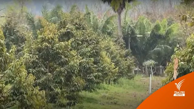 กรมป่าไม้ รับลูกสอบปมที่ดิน "สมปอง" รุกป่าสงวนแห่งชาติ