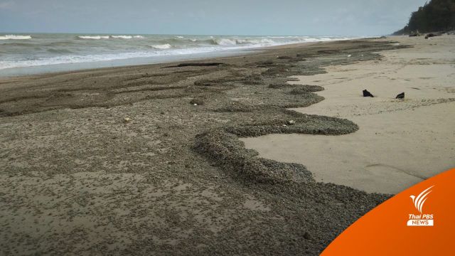 มาจากไหน?  “หินภูเขาไฟ”ลอยเกลื่อนชายหาดสงขลา