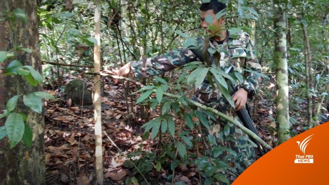 "อุทยานฯ เขาชะเมา" เก็บกู้บ่วงแร้ว-กับดักสัตว์