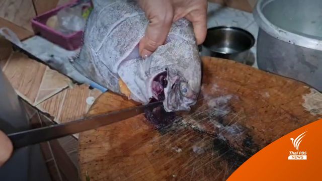 ส่งตรวจ "ปลาจาระเม็ด" เหงือกดำ หวั่นติดคราบน้ำมันรั่วระยอง